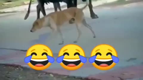 Dogendraa Bahuubaliii 😂😂 #viral #viralvideo #shorts #short #shortvideo #trending #dog #buffalo