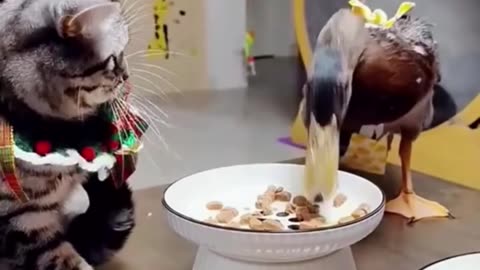 Funny cats video