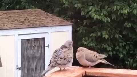 Love Doves