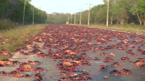 crabs getting killed by humans