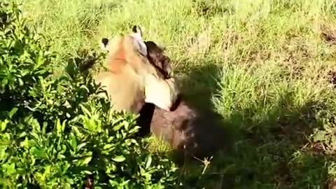 Let's_Explore_the_Animal_Planet:_Lions_vs_Warthog_|_Warthog_Fight_Lion_To_Save_Another_Warthog