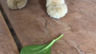 Cat likes spinach!