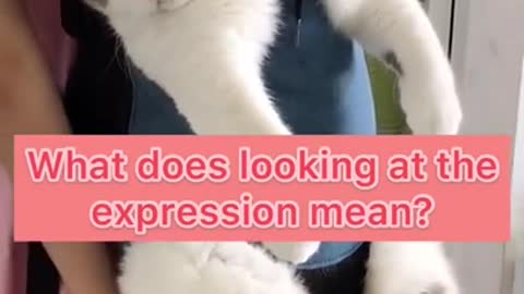 What does the expression mean ?Funniest Cats, Best Funny Cat Videos Of This Week #short 38