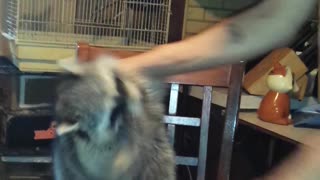 Bella the dancing raccoon