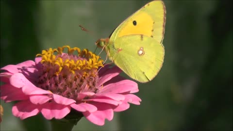 Beautiful Natural video ll Beautiful Butterfly