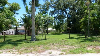 (00262) Part Four (P) - Fort Myers, Florida. Driving the Hood!