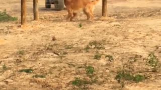 Excited Golden Retriever Tries Running Through a Fence
