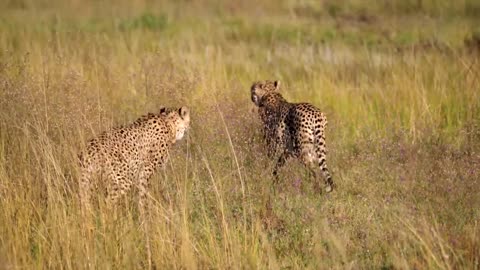 Leopards in the wild,Kenya