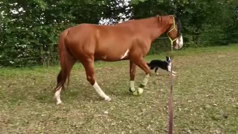 Border Collie happily walks alongside his horse best friend