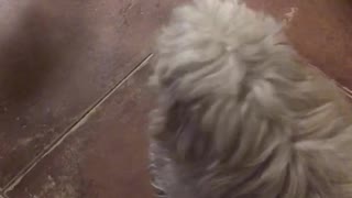 puppy eating lollipop