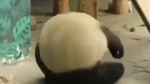 Funny Panda 🐼