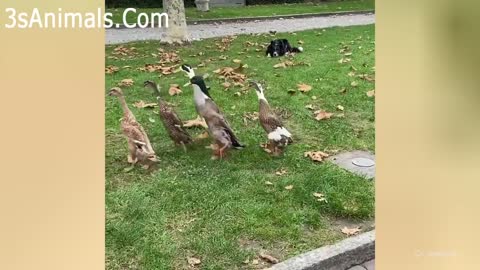 Hen, dog and duck funny moments