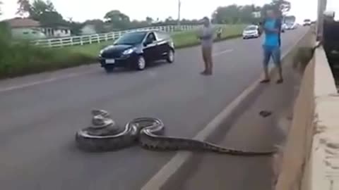 Anaconda snake seen crossing highway