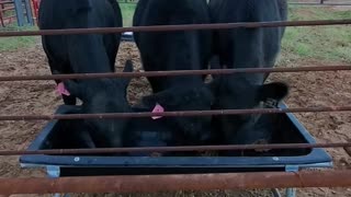11.25.2020 Cows at work! Smith Ranch Texas
