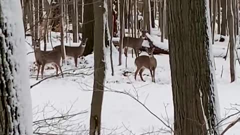 December Deer Encounter