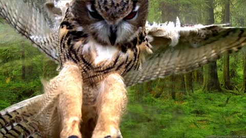 Owl bird wings feathers - forest