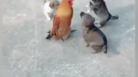 Rooster VS three little do