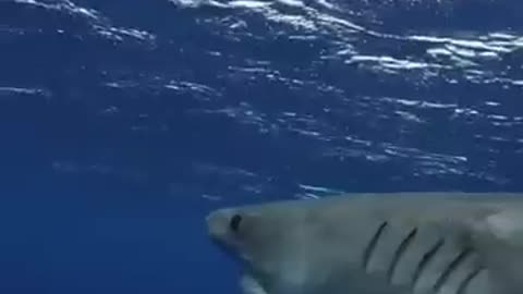Did this tiger shark 🦈