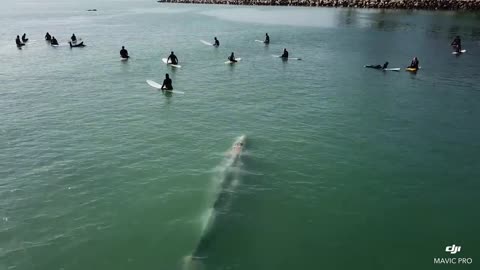 Whale Swims Beneath Group of Surfers Off Southern California Coast