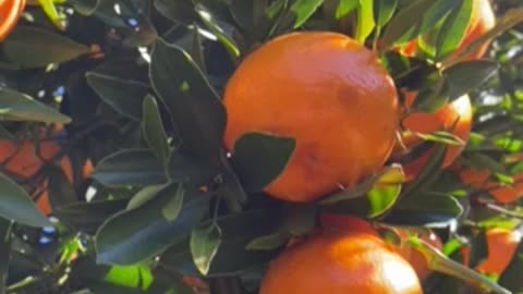 Mandarin picking at wiseman bay