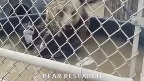 Snapchat bear research and conservation bear inside of dirty water tub