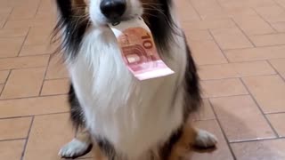 Sly Dog Smoothly Slips Bills from under Euro Stack