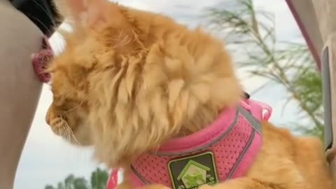 I don't think a pink collar goes with a cat