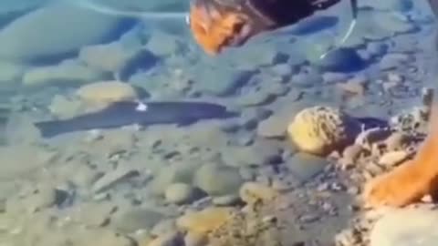 Rottweiler dog attacking fish aggressive mood whatshapp status👿👿👿 #shorts#video