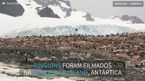 Pinguins da Antártica sem cabeça? Ou ilusão ótica?