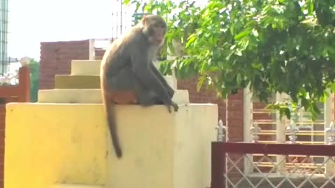 Monkey is Sitting on Wall