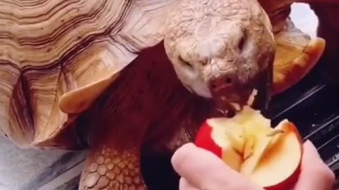 A cat playing with reptiles