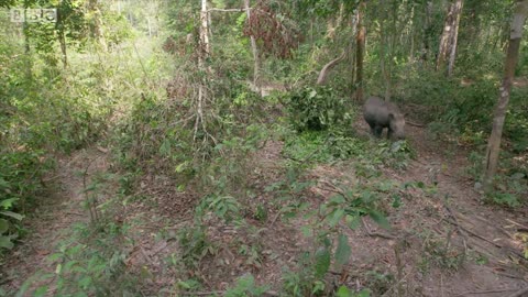 The World's Smallest Rhino is Going Extinct | Seven Worlds, One Planet | BBC Earth