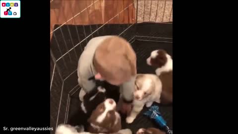 Cute dog - The dog's reaction to the baby for the first time is super fun