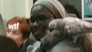 Woman has pet parrot on her shoulder on train