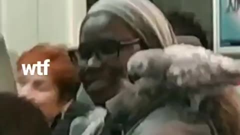 Woman has pet parrot on her shoulder on train