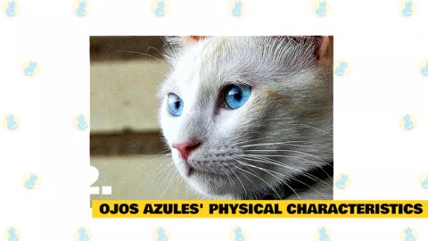 Ojos Azules η γάτα με τα γαλάζια μάτια