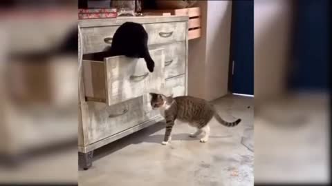 Cute cat moments to make you smile