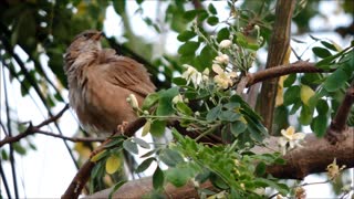 Strange Birds Records On Tree Branch