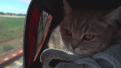 Beautiful cat on the car