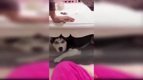 Funny dog cake cutting reaction