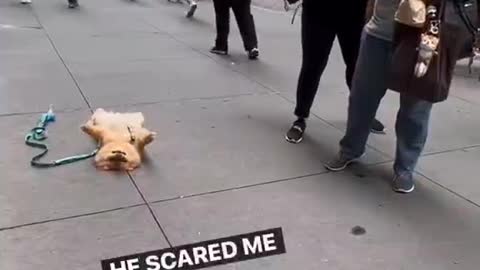 The dog was unhappy and lay down in the street