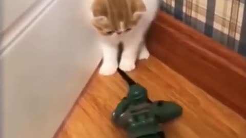 Poor cat: A kitten is getting scared by a toy soldier