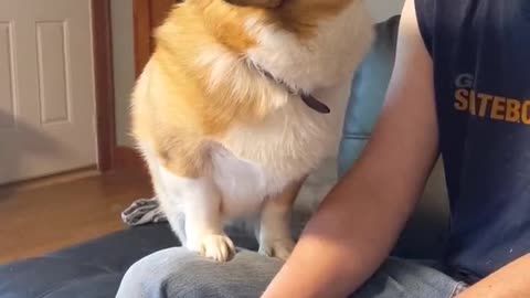 Corgi Disapproves Video Games Cutting into Head Scratching Time