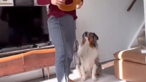 Dog training funny video 😂