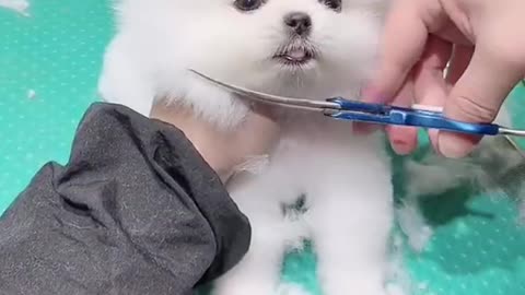 Cut Puppy gets new hair cut