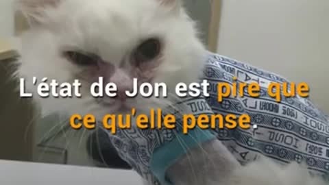 Le refuge lui conseille de faire euthanasier le chat. 5 jours plus tard, il est méconnaissable