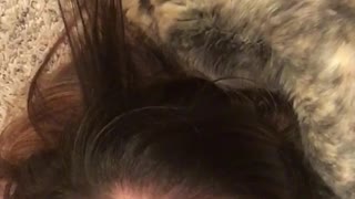 Cat playing in owners hair