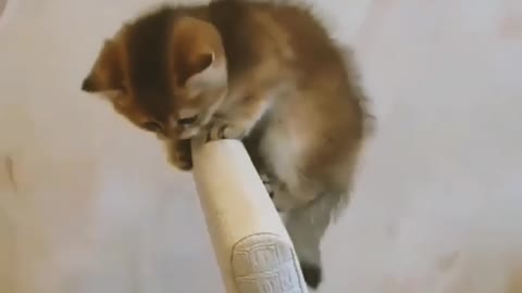 Kitten can't balance