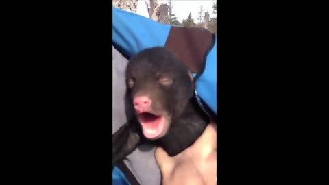 Baby Bear Cries Before Being Reunited with Mom