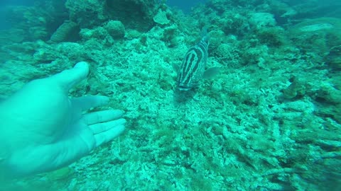Friendly Nassau grouper loves to be pet by diver